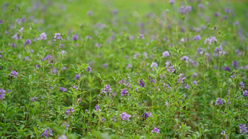Alfalfa