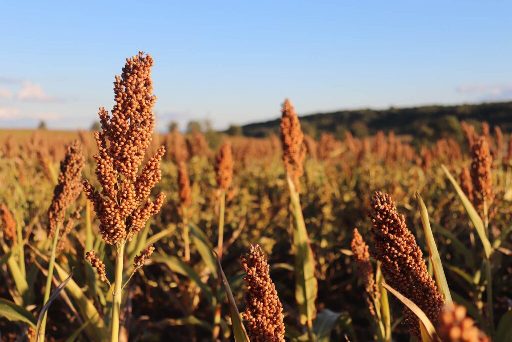 American Acres Sorghum