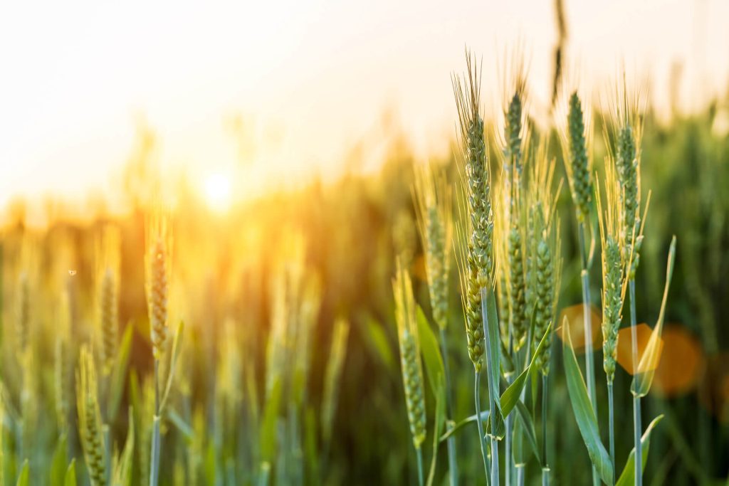Cover Crop From American Acres