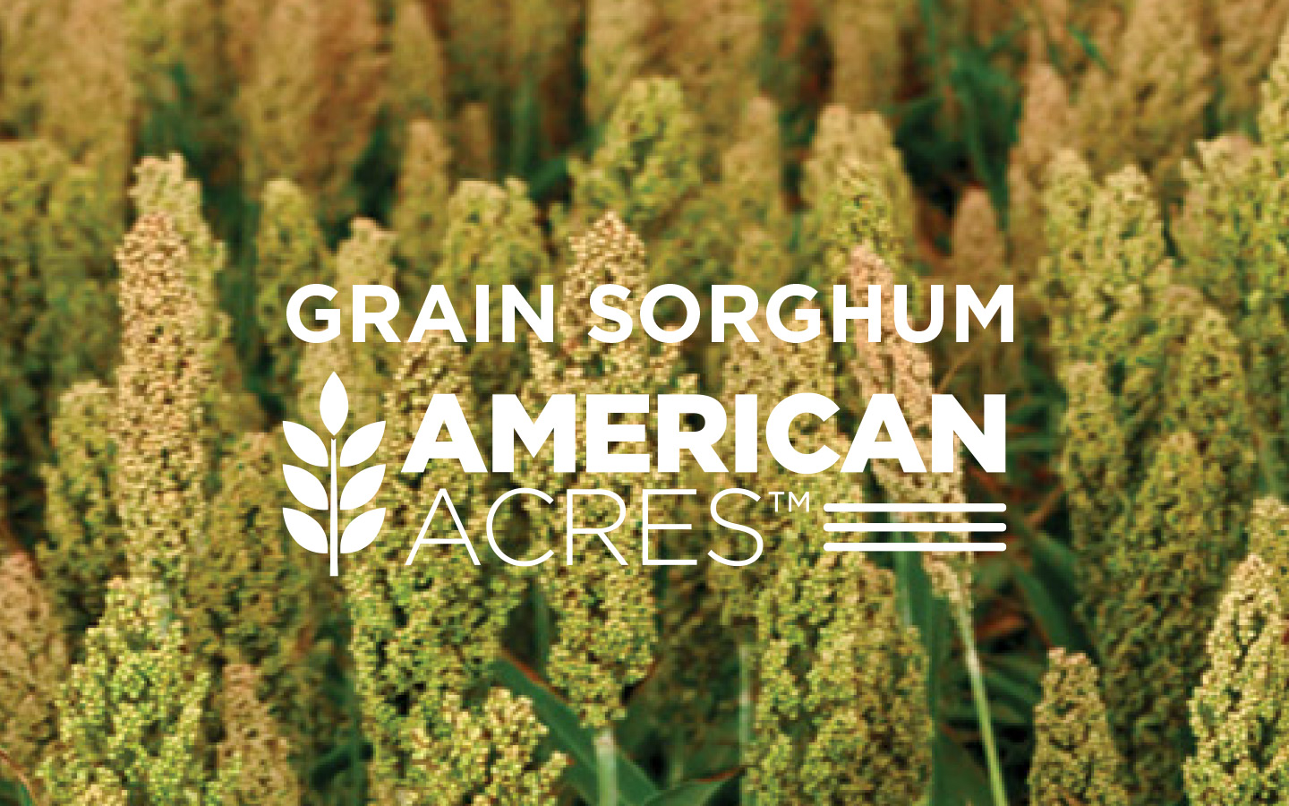 grain sorghum catalog