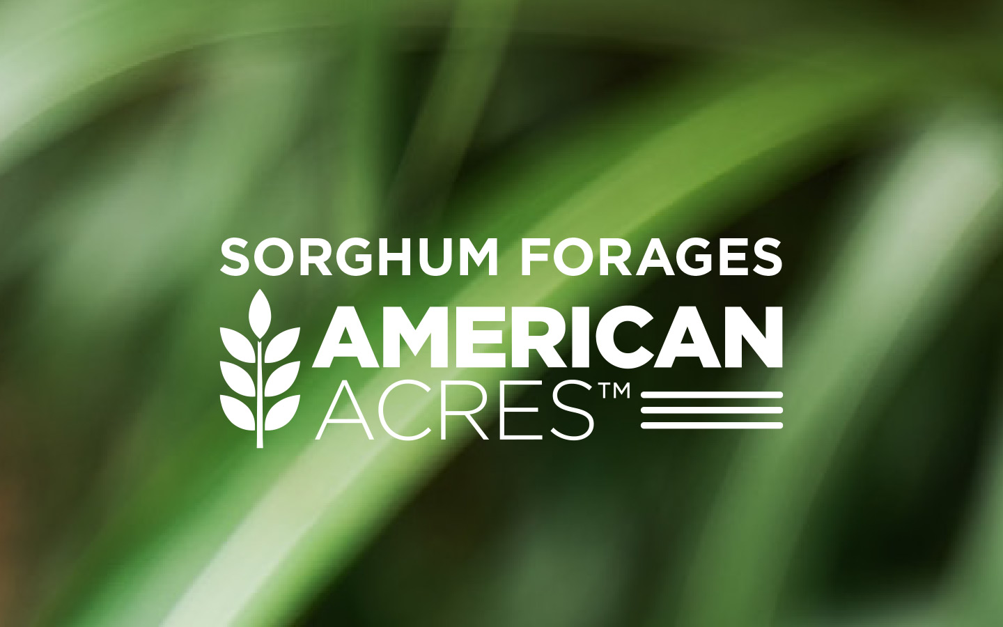 Sorghum Forages Catalog